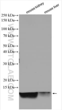 NDUFA1 Rabbit Polyclonal Antibody, Proteintech Unconjugated; 150 &mu;L:Antibodies,
