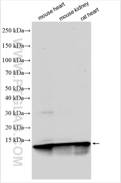 NDUFA1 Rabbit Polyclonal Antibody, Proteintech Unconjugated; 150 &mu;L:Antibodies,