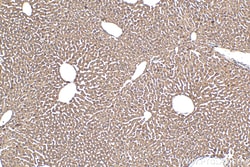 NDUFA9 Rabbit Polyclonal Antibody, Proteintech:Antibodies:Primary Antibodies