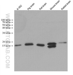 NDUFB8 Mouse Monoclonal Antibody, Proteintech Unconjugated; 150 &mu;L:Antibodies,