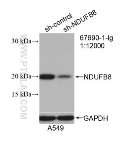 NDUFB8 Mouse Monoclonal Antibody, Proteintech Unconjugated; 150 &mu;L:Antibodies,