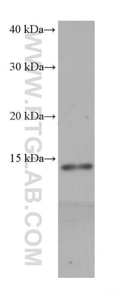 NDUFS6 Mouse Monoclonal Antibody, Proteintech Unconjugated; 150 &mu;L:Antibodies,