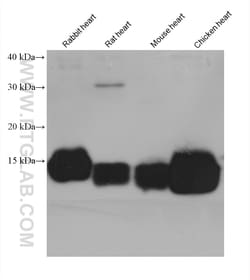 NDUFS6 Mouse Monoclonal Antibody, Proteintech Unconjugated; 150 &mu;L:Antibodies,