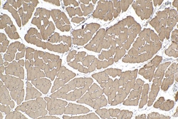 NDUFV1 Mouse Monoclonal Antibody, Proteintech Unconjugated; 150 &mu;L:Antibodies,