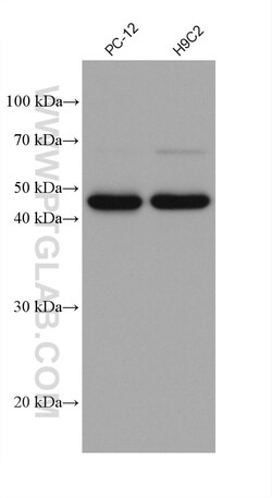 NDUFV1 Mouse Monoclonal Antibody, Proteintech Unconjugated; 150 &mu;L:Antibodies,