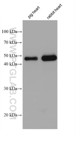 NDUFV1 Mouse Monoclonal Antibody, Proteintech Unconjugated; 150 &mu;L:Antibodies,