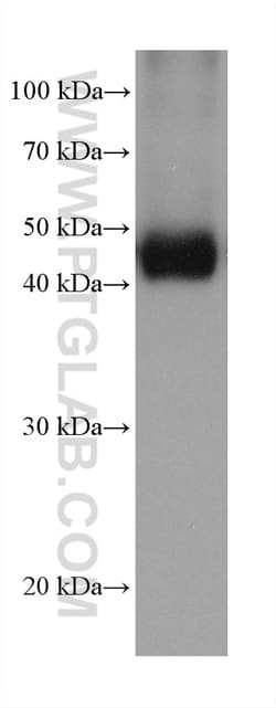 NDUFV1 Mouse Monoclonal Antibody, Proteintech Unconjugated; 150 &mu;L:Antibodies,