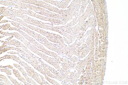 NEBL Rabbit Polyclonal Antibody, Proteintech 20 &mu;L | Buy Online | Proteintech | Fisher Scientific