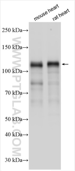 NEBL Rabbit Polyclonal Antibody, Proteintech 20 &mu;L | Buy Online | Proteintech | Fisher Scientific