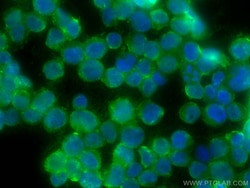 CoraLite Plus 488-conjugated NEDD4L Mouse Monoclonal Antibody, Proteintech