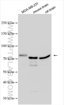 NEK5 Rabbit Polyclonal Antibody, Proteintech Unconjugated; 150 &mu;L:Antibodies,