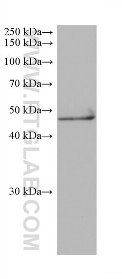 NEUROD2 Mouse Monoclonal Antibody, Proteintech Unconjugated; 150 &mu;L:Antibodies,