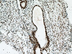 NF45 Mouse Monoclonal Antibody, Proteintech:Antibodies:Primary Antibodies