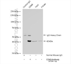 NF45 Mouse Monoclonal Antibody, Proteintech:Antibodies:Primary Antibodies
