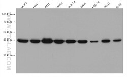 NF45 Mouse Monoclonal Antibody, Proteintech:Antibodies:Primary Antibodies