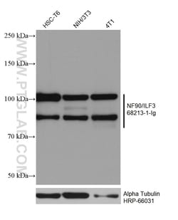 NF90/ILF3 Mouse Monoclonal Antibody, Proteintech Unconjugated; 20 &mu;L:Antibodies,