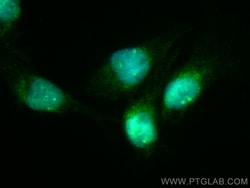 NFATC2 Rabbit anti-Human, Mouse, CoraLite 488, Polyclonal, Proteintech