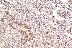 NFATC4 Rabbit Polyclonal Antibody, Proteintech Unconjugated; 150 &mu;L:Antibodies,