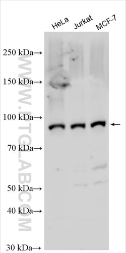NFATC4 Rabbit Polyclonal Antibody, Proteintech Unconjugated; 150 &mu;L:Antibodies,