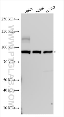 NFATC4 Rabbit Polyclonal Antibody, Proteintech Unconjugated; 150 &mu;L:Antibodies,