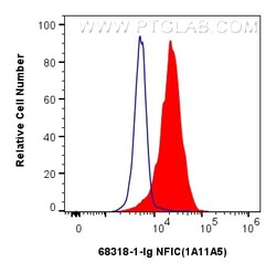 NFIC Mouse Monoclonal Antibody, Proteintech:Antibodies:Primary Antibodies