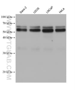 NFIC Mouse Monoclonal Antibody, Proteintech:Antibodies:Primary Antibodies
