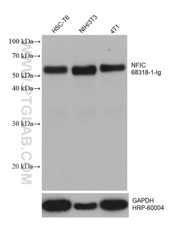 NFIC Mouse Monoclonal Antibody, Proteintech:Antibodies:Primary Antibodies