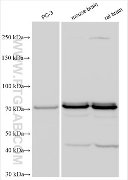 NGEF Rabbit Polyclonal Antibody, Proteintech:Antibodies:Primary Antibodies