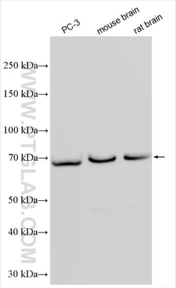 NGEF Rabbit Polyclonal Antibody, Proteintech:Antibodies:Primary Antibodies