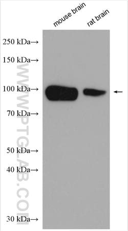 NHE1 Rabbit Polyclonal Antibody, Proteintech Unconjugated; 20 &mu;L:Antibodies,