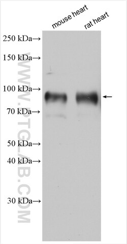 NHE1 Rabbit Polyclonal Antibody, Proteintech Unconjugated; 20 &mu;L:Antibodies,