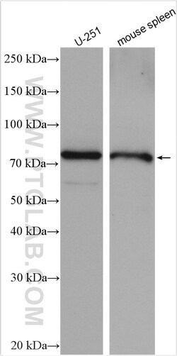 NHLRC2 Rabbit Polyclonal Antibody, Proteintech Unconjugated; 150 &mu;L:Antibodies,