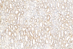 NIT2 Mouse Monoclonal Antibody, Proteintech Unconjugated; 150 &mu;L:Antibodies,