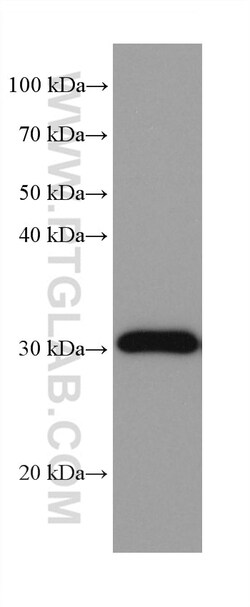 NIT2 Mouse Monoclonal Antibody, Proteintech Unconjugated; 150 &mu;L:Antibodies,