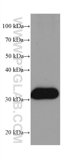 NIT2 Mouse Monoclonal Antibody, Proteintech Unconjugated; 150 &mu;L:Antibodies,