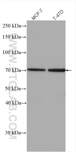 NKPD1 Rabbit Polyclonal Antibody, Proteintech 150 &mu;L | Buy Online | Proteintech | Fisher Scientific