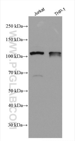 NLRP3 Rabbit anti-Human, Rat, Polyclonal, Proteintech