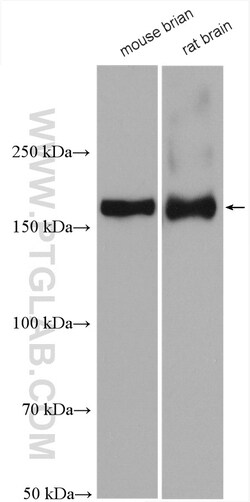 NMDAR2A/GRIN2A Rabbit Polyclonal Antibody, Proteintech:Antibodies:Primary