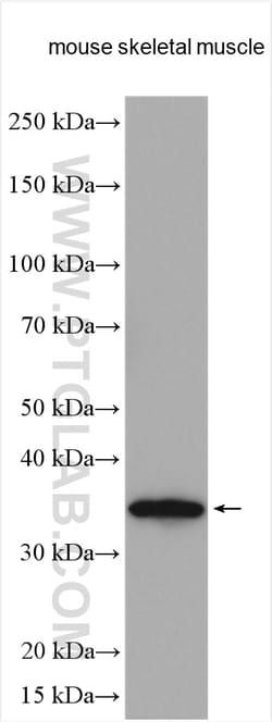 NMNAT1 Rabbit Polyclonal Antibody, Proteintech