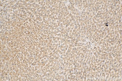 NNT Mouse Monoclonal Antibody, Proteintech Unconjugated; 20 &mu;L:Antibodies,