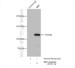 NNT Mouse Monoclonal Antibody, Proteintech Unconjugated; 20 &mu;L:Antibodies,