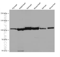 NNT Mouse Monoclonal Antibody, Proteintech Unconjugated; 20 &mu;L:Antibodies,