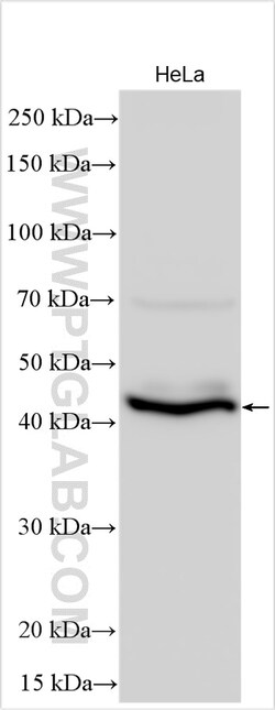 NODAL Rabbit Polyclonal Antibody, Proteintech:Antibodies:Primary Antibodies