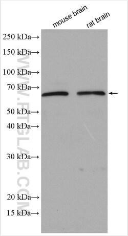 Noggin Rabbit Polyclonal Antibody, Proteintech:Antibodies:Primary Antibodies
