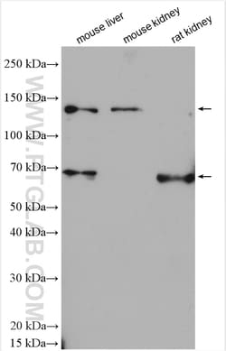 eNOS Rabbit Polyclonal Antibody, Proteintech Unconjugated; 150 &mu;L:Antibodies,