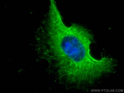 NOX4 Mouse Monoclonal Antibody, Proteintech