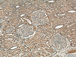 NOX4 Mouse Monoclonal Antibody, Proteintech 150 &mu;L | Buy Online | Proteintech | Fisher Scientific