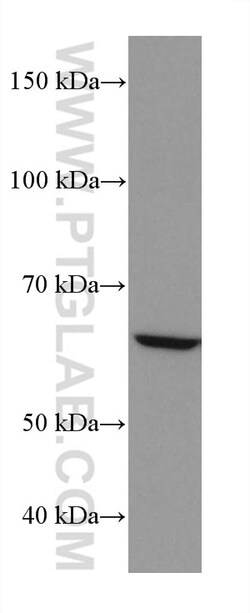 NOX4 Mouse Monoclonal Antibody, Proteintech 150 &mu;L | Buy Online | Proteintech | Fisher Scientific