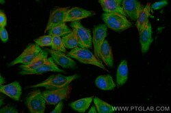 CoraLite Plus 488-conjugated NQO1 Rabbit Polyclonal Antibody, Proteintech