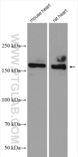 NRAP Rabbit Polyclonal Antibody, Proteintech Unconjugated; 20 &mu;L:Antibodies,
